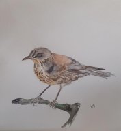 kramsvogel